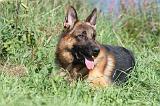 BERGER ALLEMAND 696